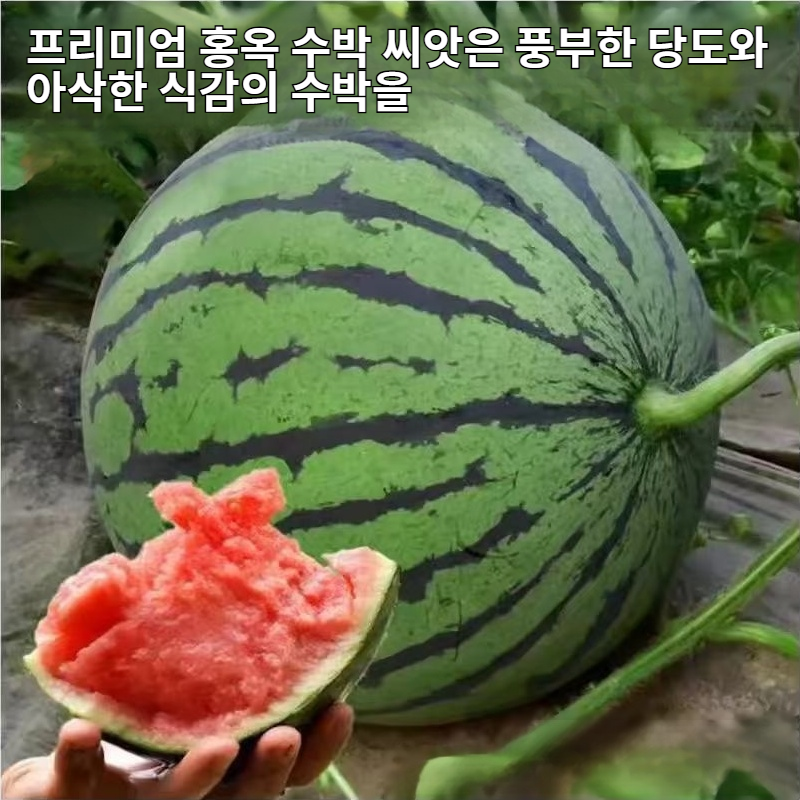 프리미엄 홍옥 수박 씨앗