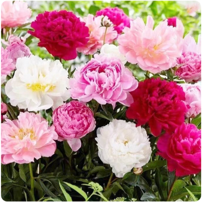 Fresh peony seeds