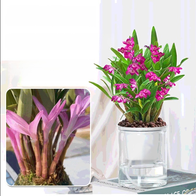 Potted Dendrobium Orchid