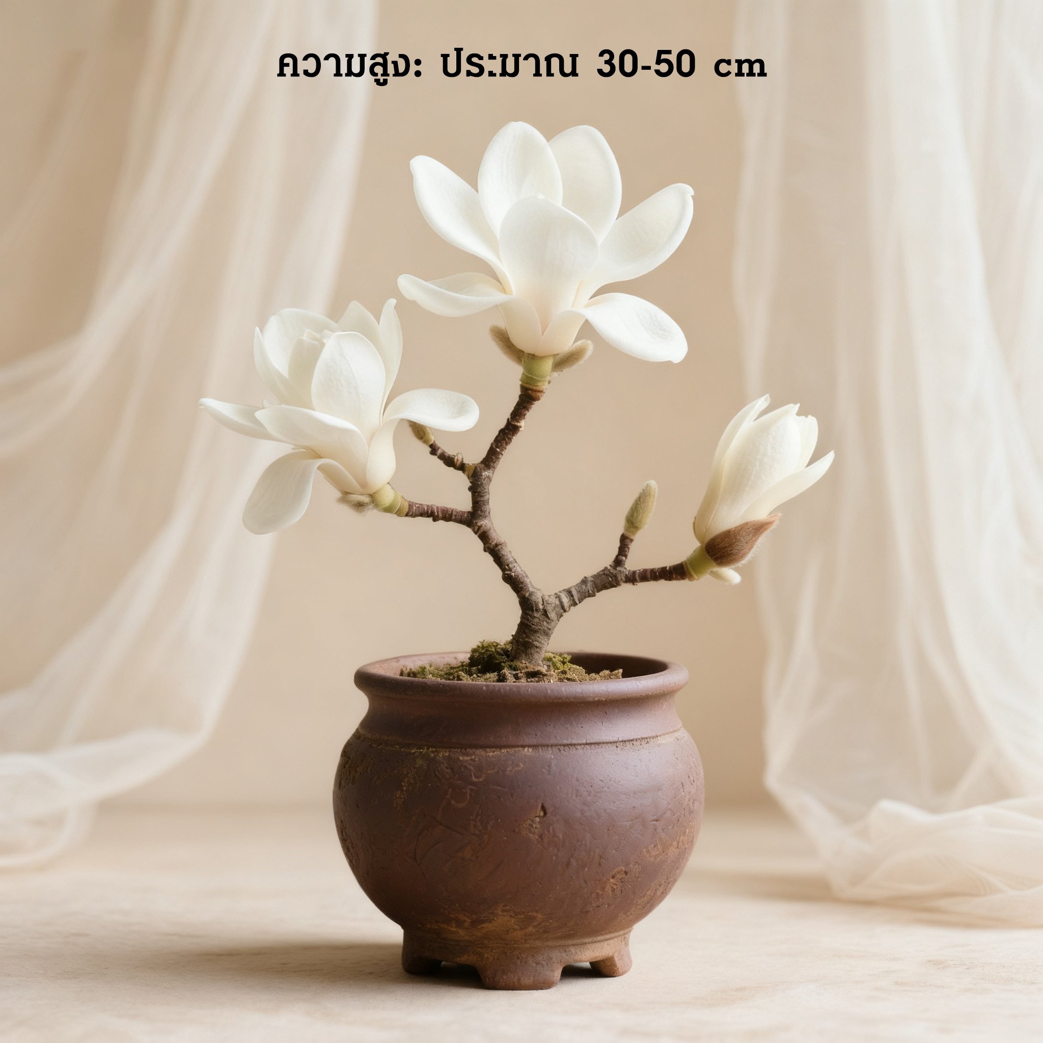 ภาพต้นพุดซ้อนในกระถางวางในห้องรับแขก