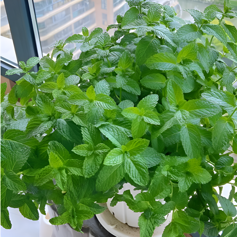 Edible, easy to store, mosquito repellent, and insect repellent mint seeds