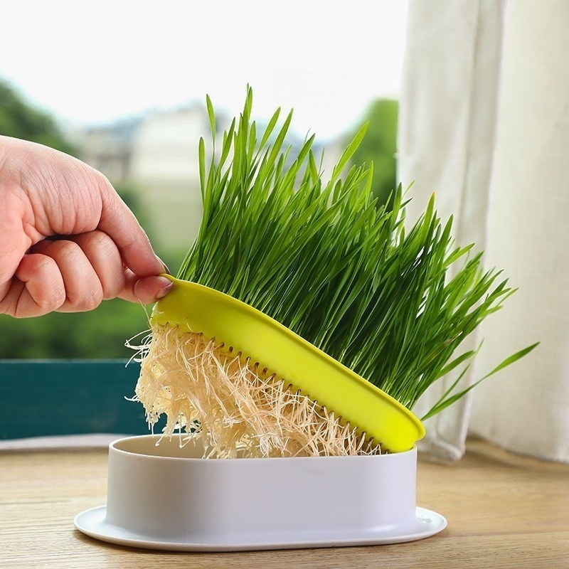 緑の植物の鉢