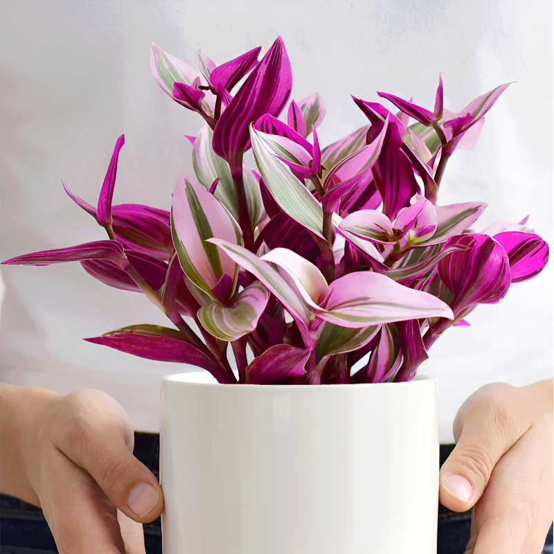 보라색 거미 식물