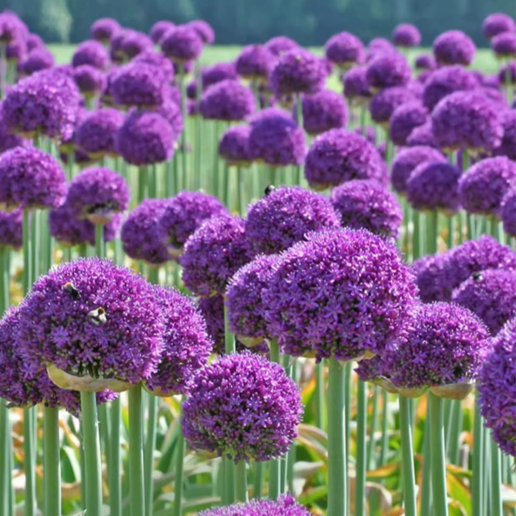 Frisch gepflanzter Zierlauch mit schneller Wurzelbildung