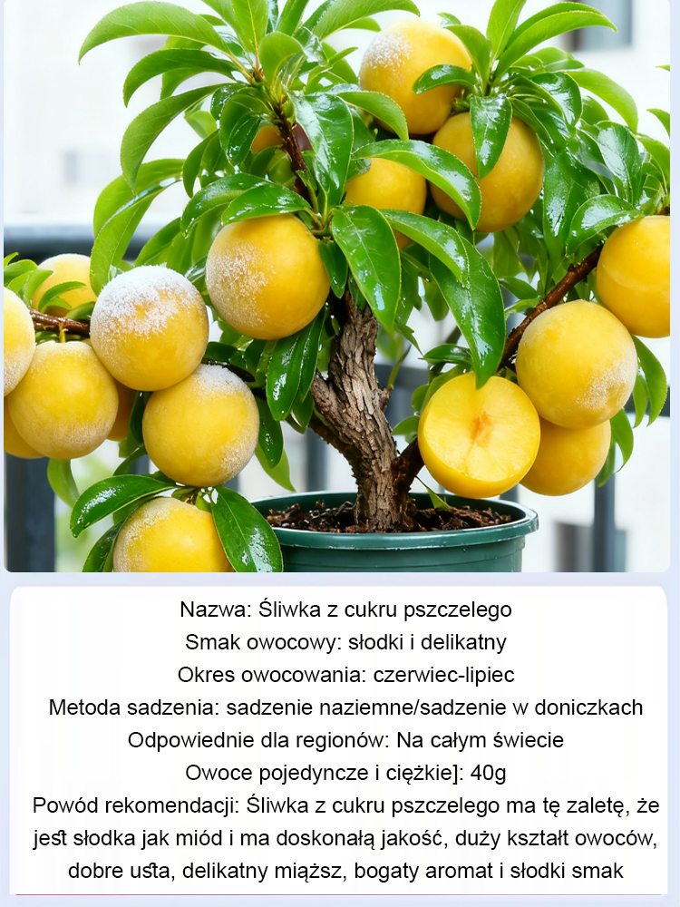 【Super słodkie duże owoce wysokiej jakości C】Sadzonki śliwy miodowej z tamtego roku.
