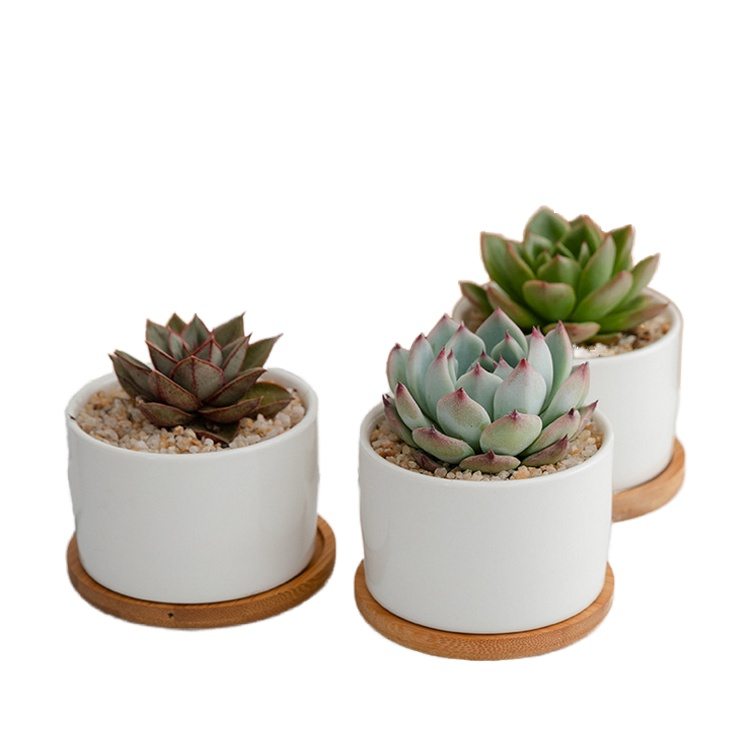 원형 보헤미안 세라믹 다육이 화분