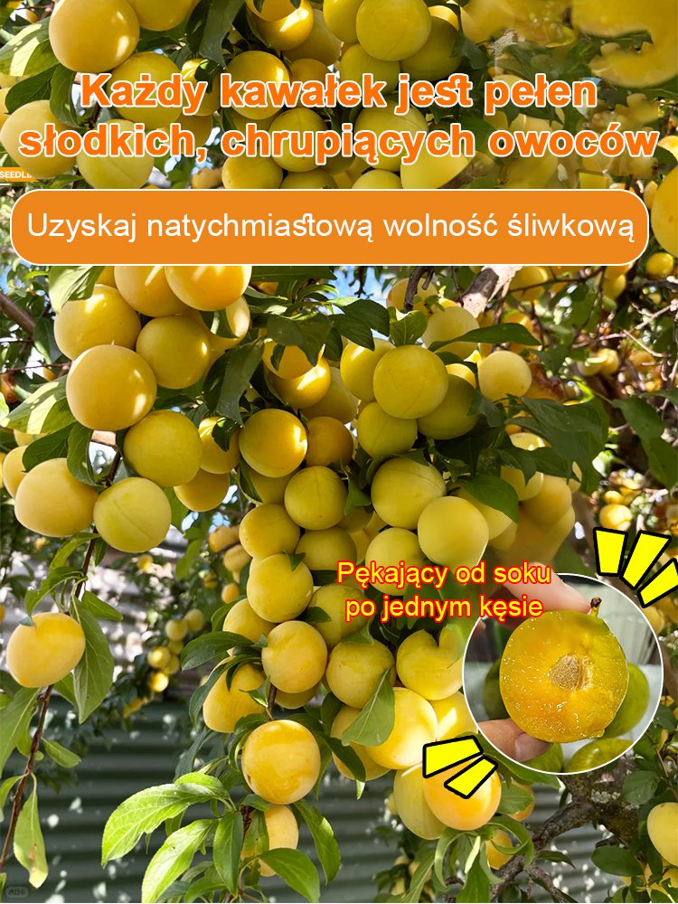 【Super słodkie duże owoce wysokiej jakości C】Sadzonki śliwy miodowej z tamtego roku.