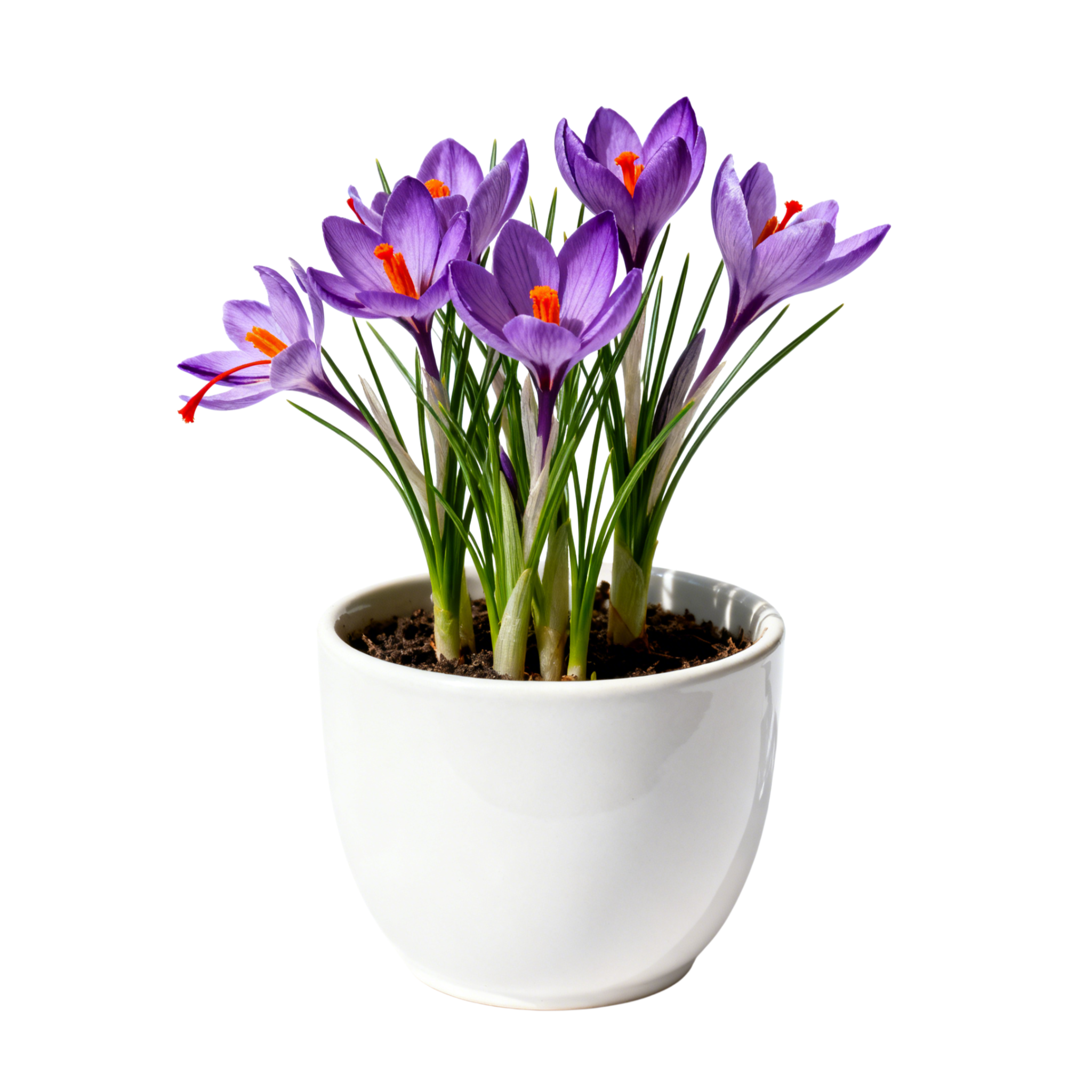 사프란 화분 식물