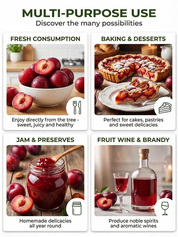 Australian Seedless Candied Red Plum Sapling [Guaranteed Alive or Refund]