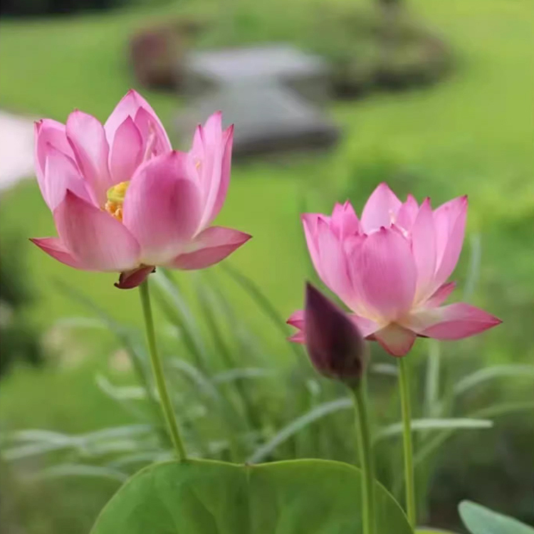 คู่มือฉบับสมบูรณ์สำหรับการปลูกต้นบัวในกระถาง