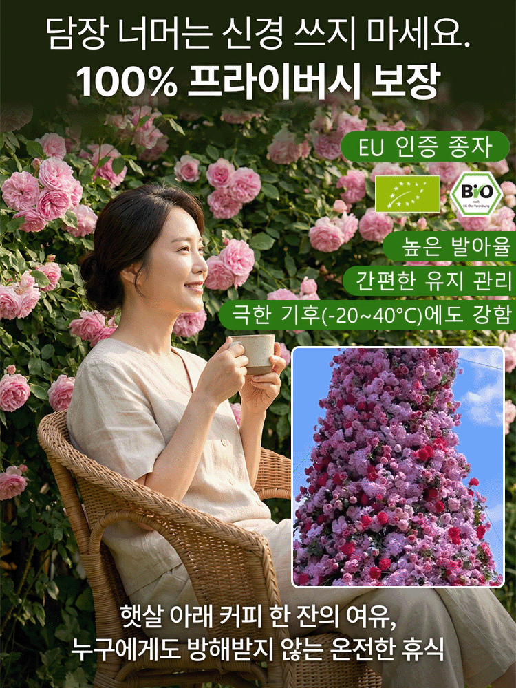 【사계절 개화】이중꽃 장미씨앗