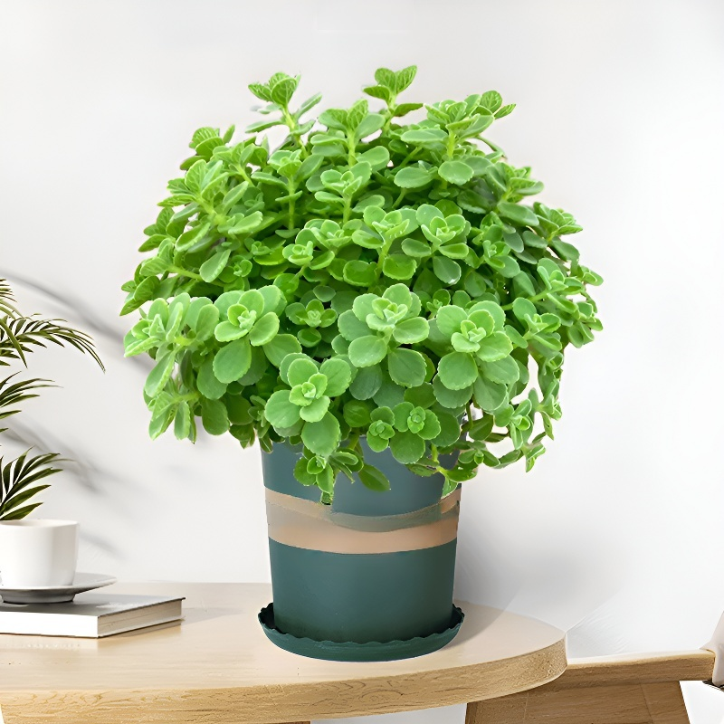 실내 공기 정화 향기