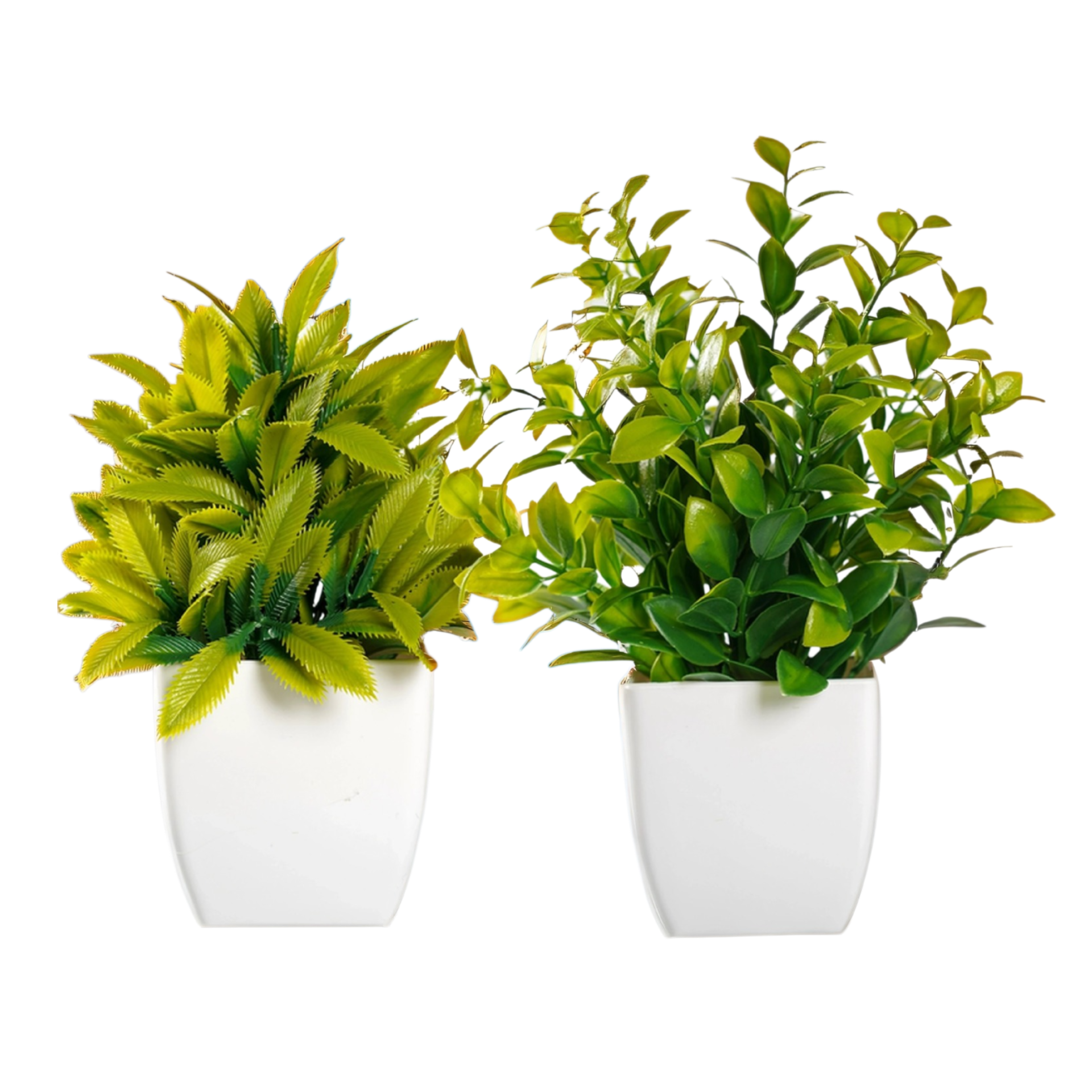 미니 라벤더 로즈마리 분재