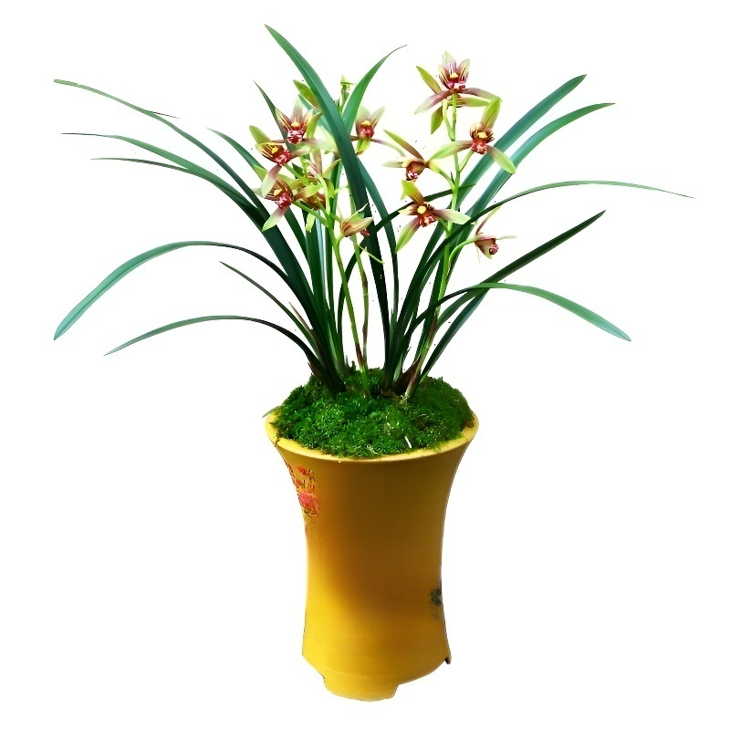 Decoración de bola de musgo con oncidium aromático