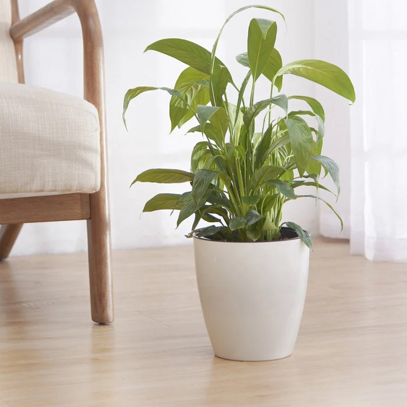 자동으로 화분에 물을 주다.