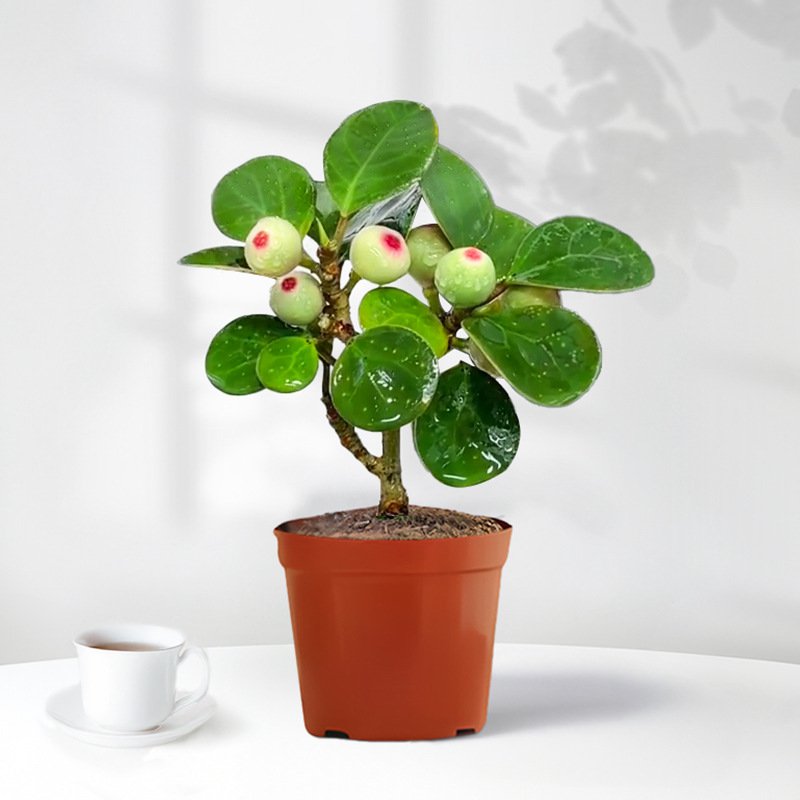 小望菩提緑植盆栽