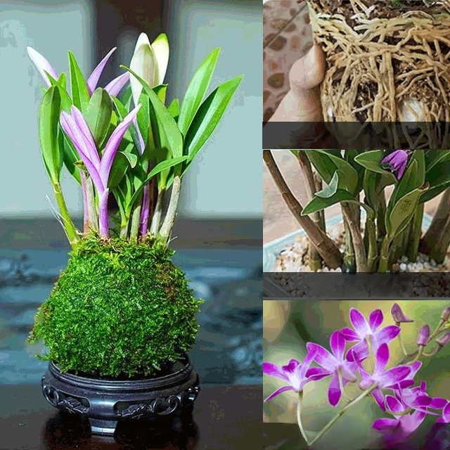 Potted Dendrobium Orchid