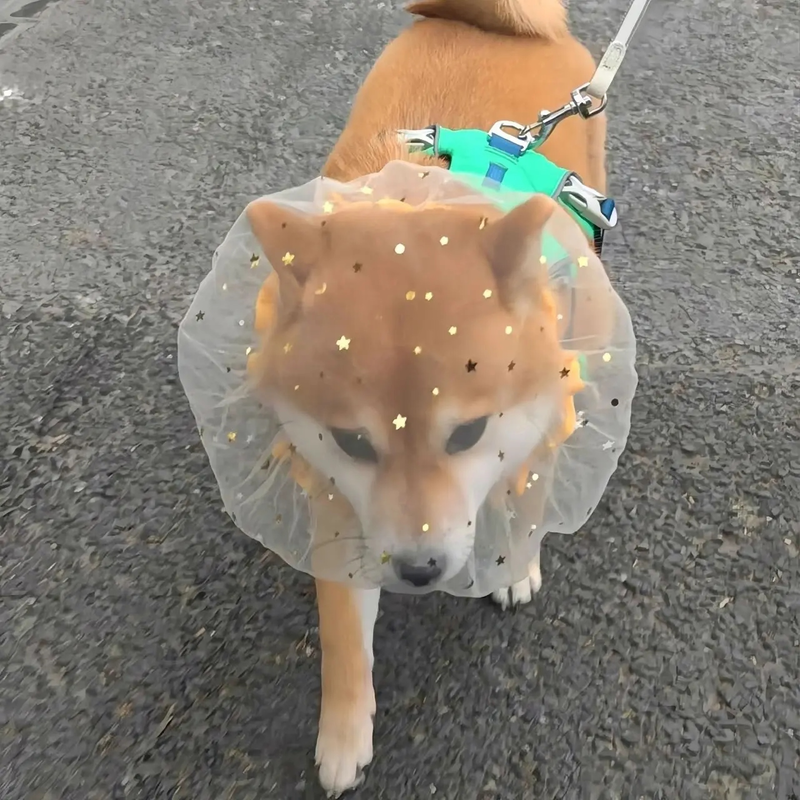 小型犬用盗難・誤飲防止メッシュヘッドギア
