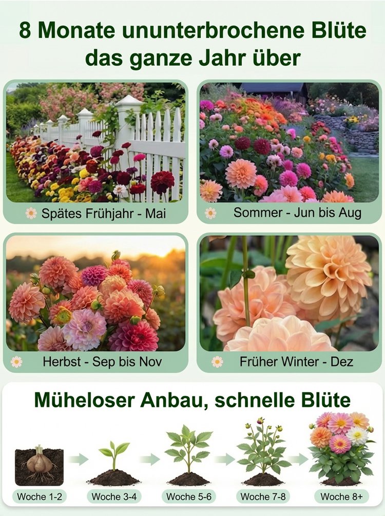 Dahlienknollen vor dem Einpflanzen