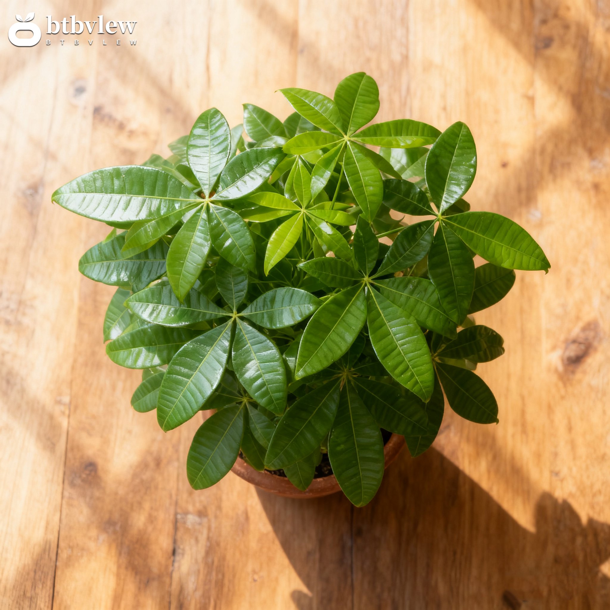 Ficus prosperující