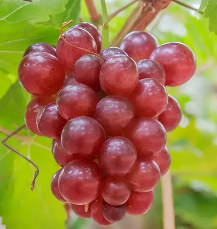 เมล็ดองุ่น