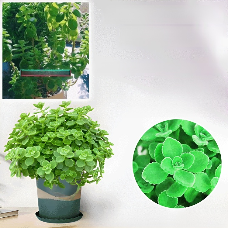 실내 허브와 녹색 식물