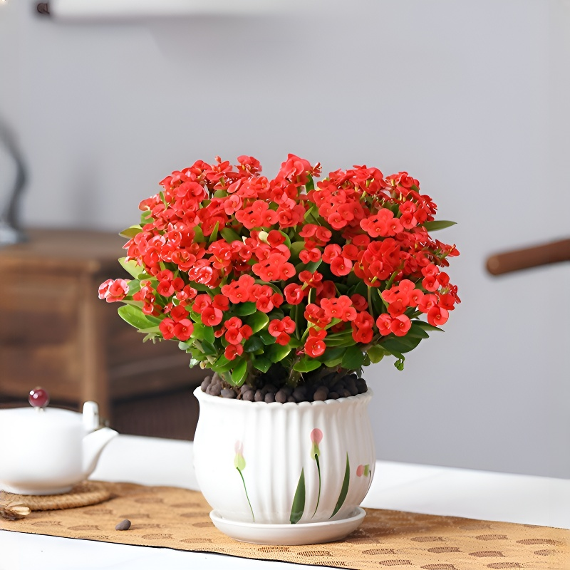 四季開花虎刺梅盆栽