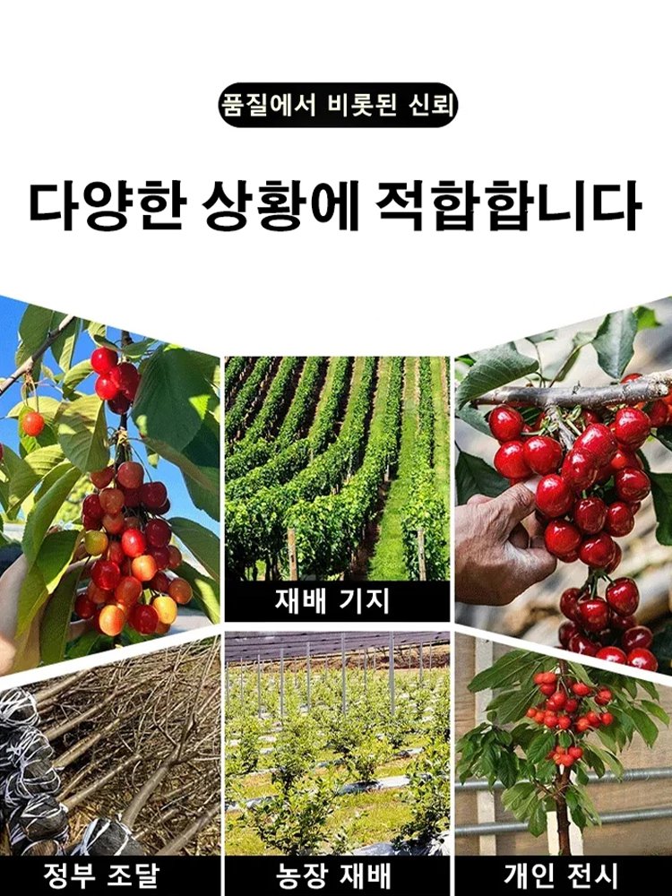 100% 생존 체리 묘목