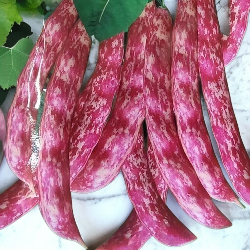 Stangenbohnensamen mit Rankhilfe – Anbautechnik für Frühling und Herbst, ertragreiches Gemüse