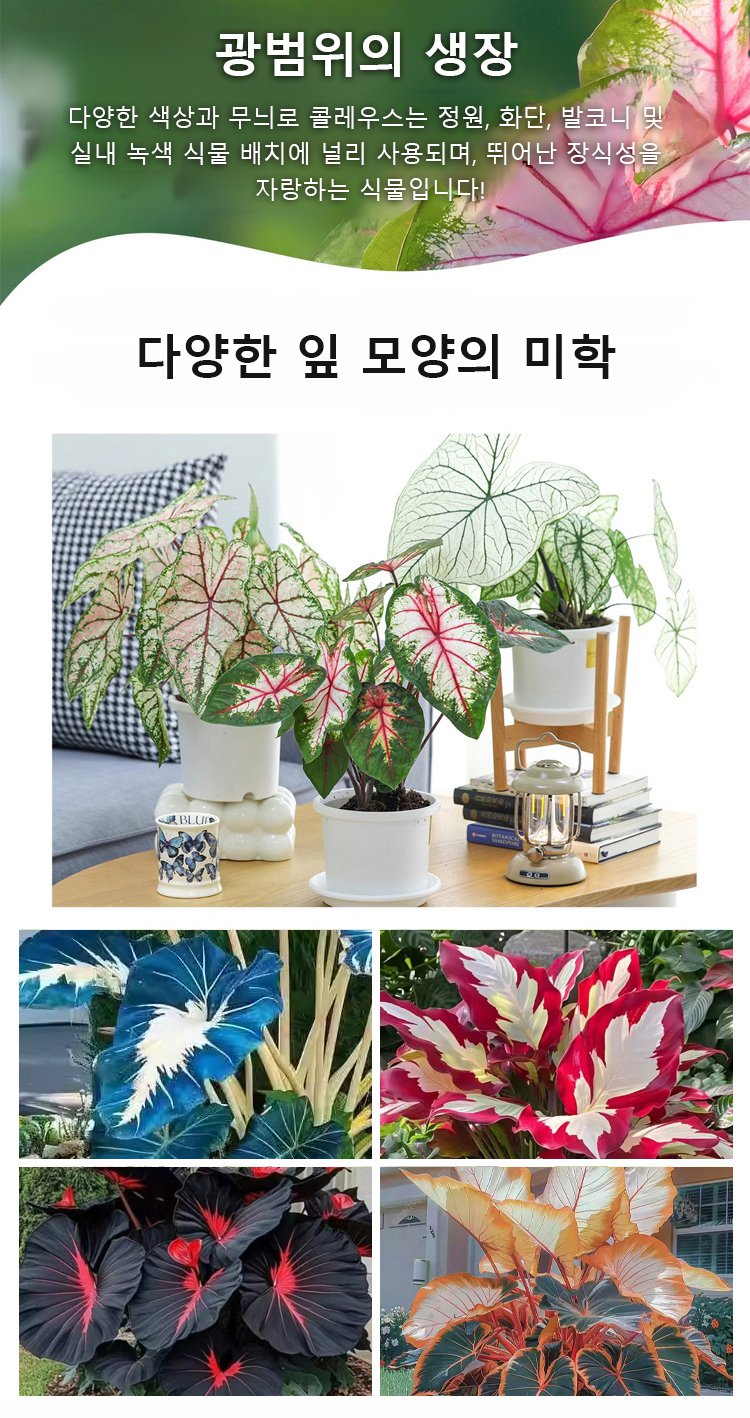 翻译件-HFH-稀有彩叶玉簪花种子-1286342_19.jpg
