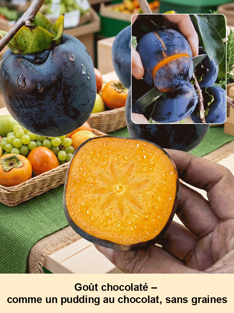 Plant de kaki 'Perle Noire Chocolat' résistant au froid