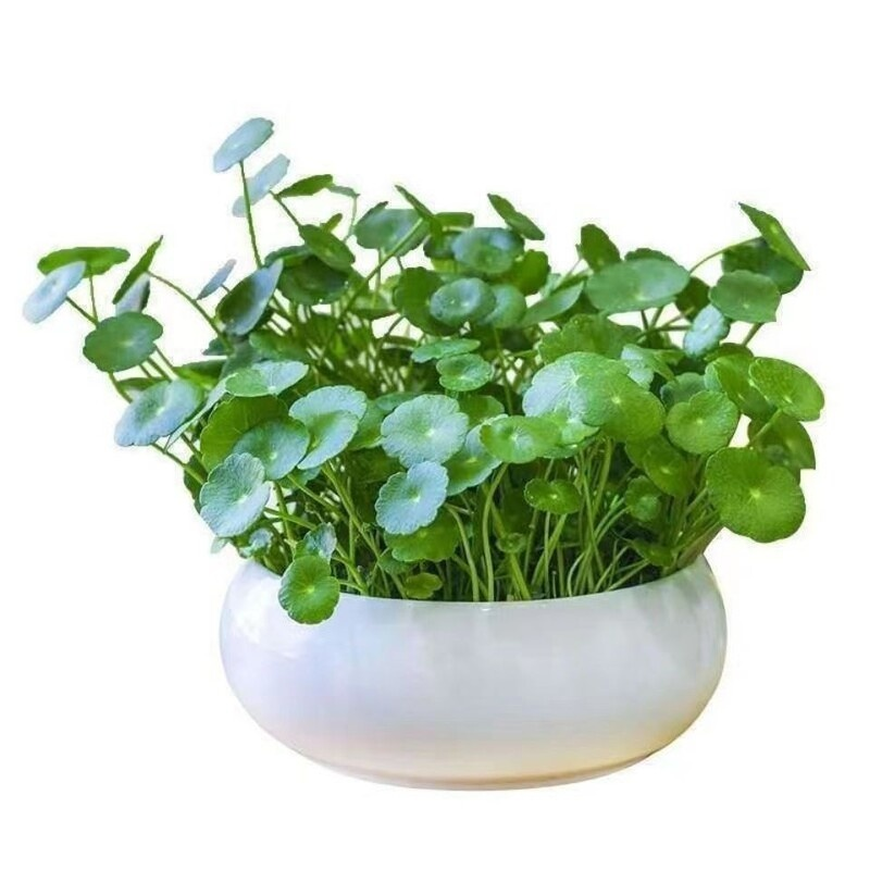 흑신화 동전초 씨앗