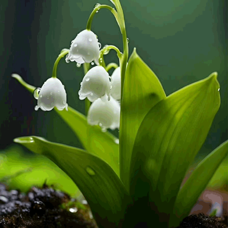 향기로운 은방울꽃 화분