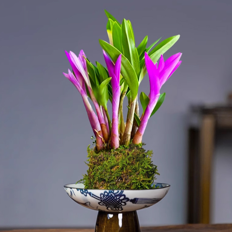 香水シクラメン睡眠改善緑植で空気浄化