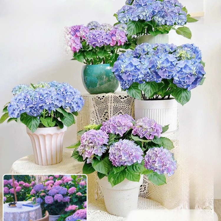 수국 화분 식물