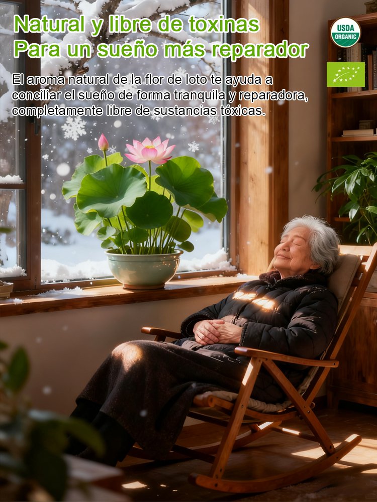 Semillas de loto acuático ornamental 