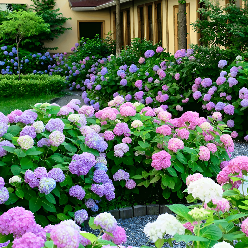 화분에 심은 수국