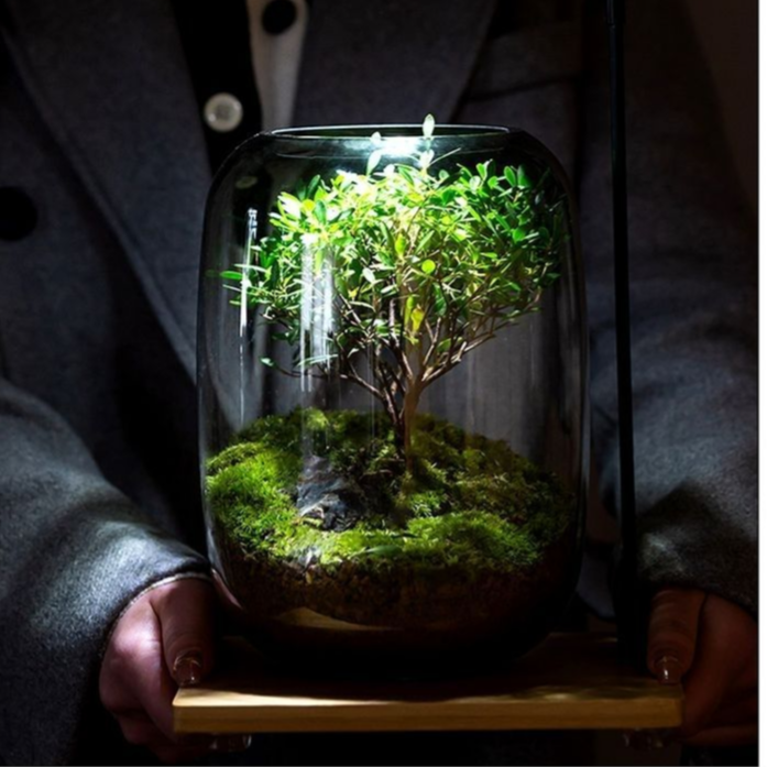 桌面苔蘚微景觀成品盆栽