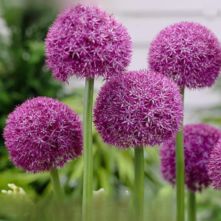 Zierlauch im Topf mit kräftigen Blüten