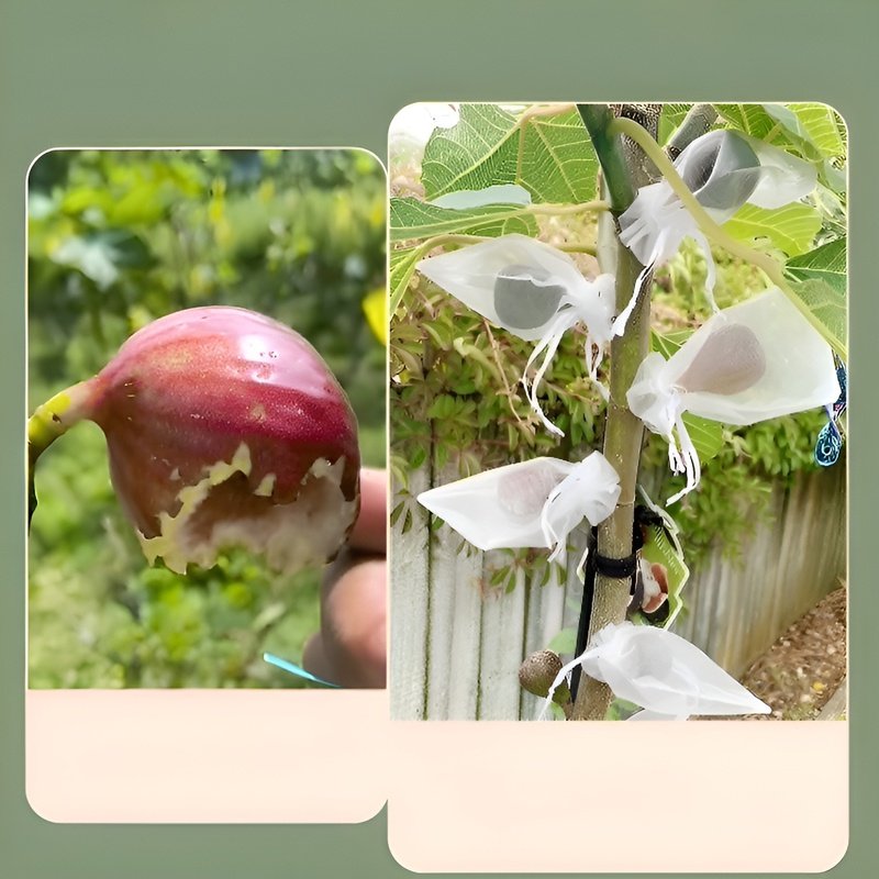 多機能果物栽培用保護袋 防虫・防鳥袋