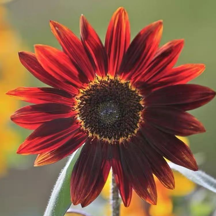 เมล็ดทานตะวัน เมล็ดทานตะวันแคระสีแดงหลากสี สำหรับตัดดอก