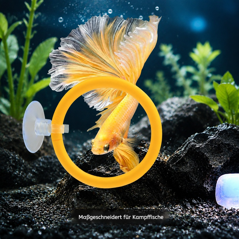 Ausstellungs- und Trainingsring für Betta-Fische