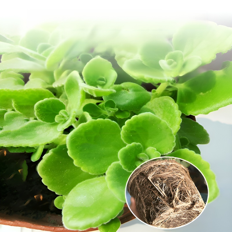 室內淨化碰碰香