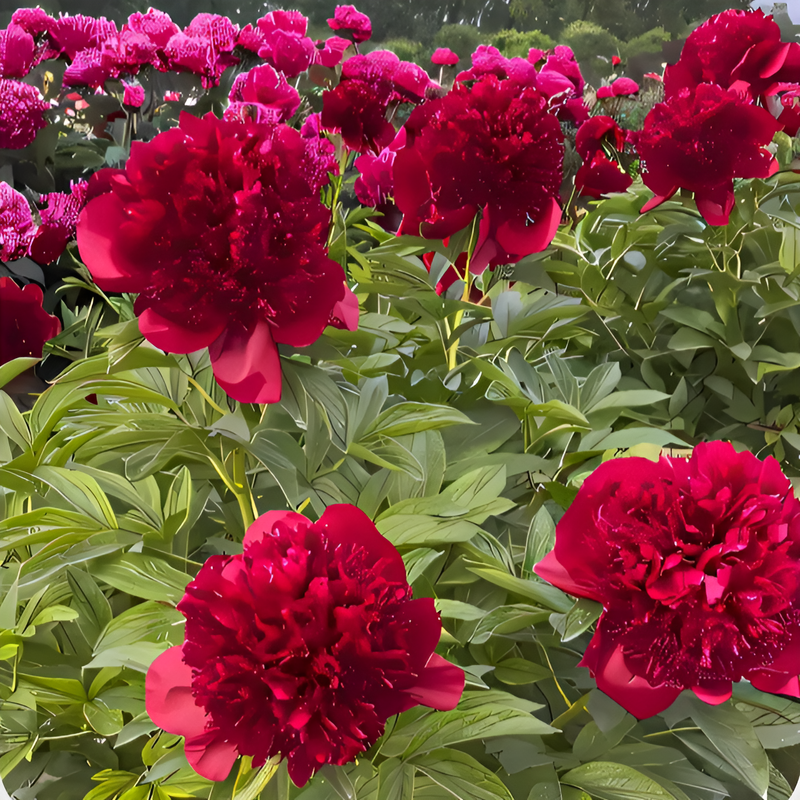 二重咲き芍薬の花種