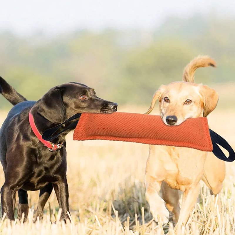 ของเล่นแบบอินเทอร์แอคทีฟสำหรับฝึกฝนระยะยาว