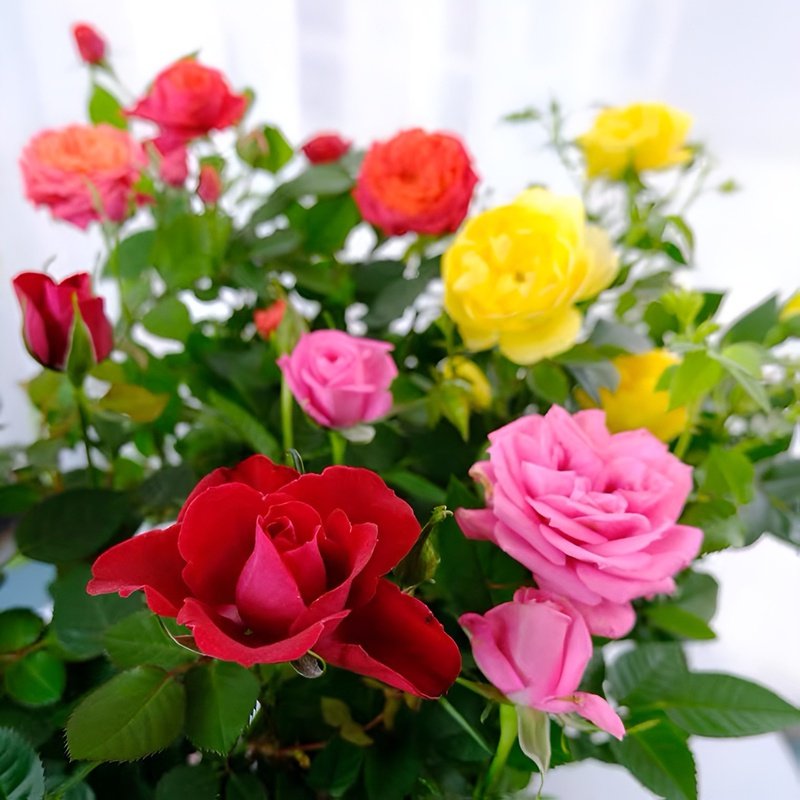 ローズシードポット