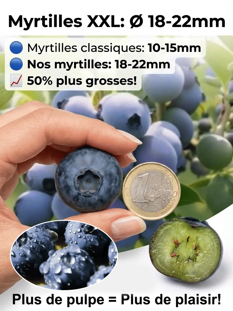 Plant de myrtillier bio à gros fruits, haute production, garantie de reprise ou remboursé