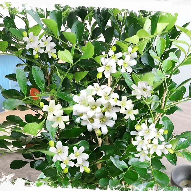 Mosquito repellent, strong fragrance, four season flowering, nine spice potted plant