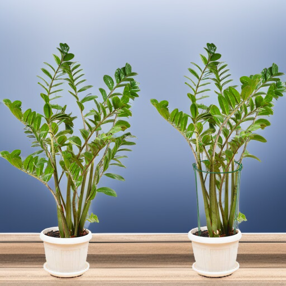 أداة دعم نباتات مثالية للحدائق الداخلية والخارجية