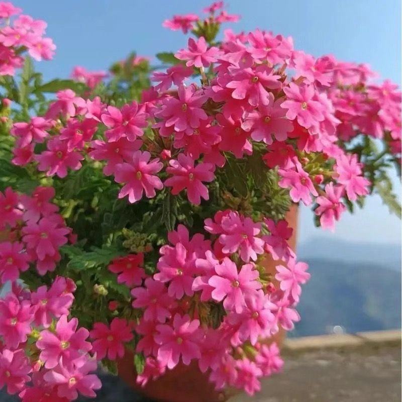 Four Seasons Planting Verbena Seeds